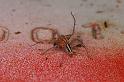 Oxyopes_ZZ606_D7736_Z_90_North Stradbroke island_Australie